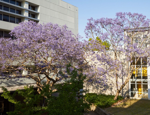 (AU) UNSW: Jacaranda trees blossom