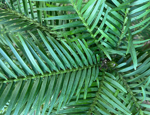 (AU) CampusFlora – explore biodiversity across our campuses