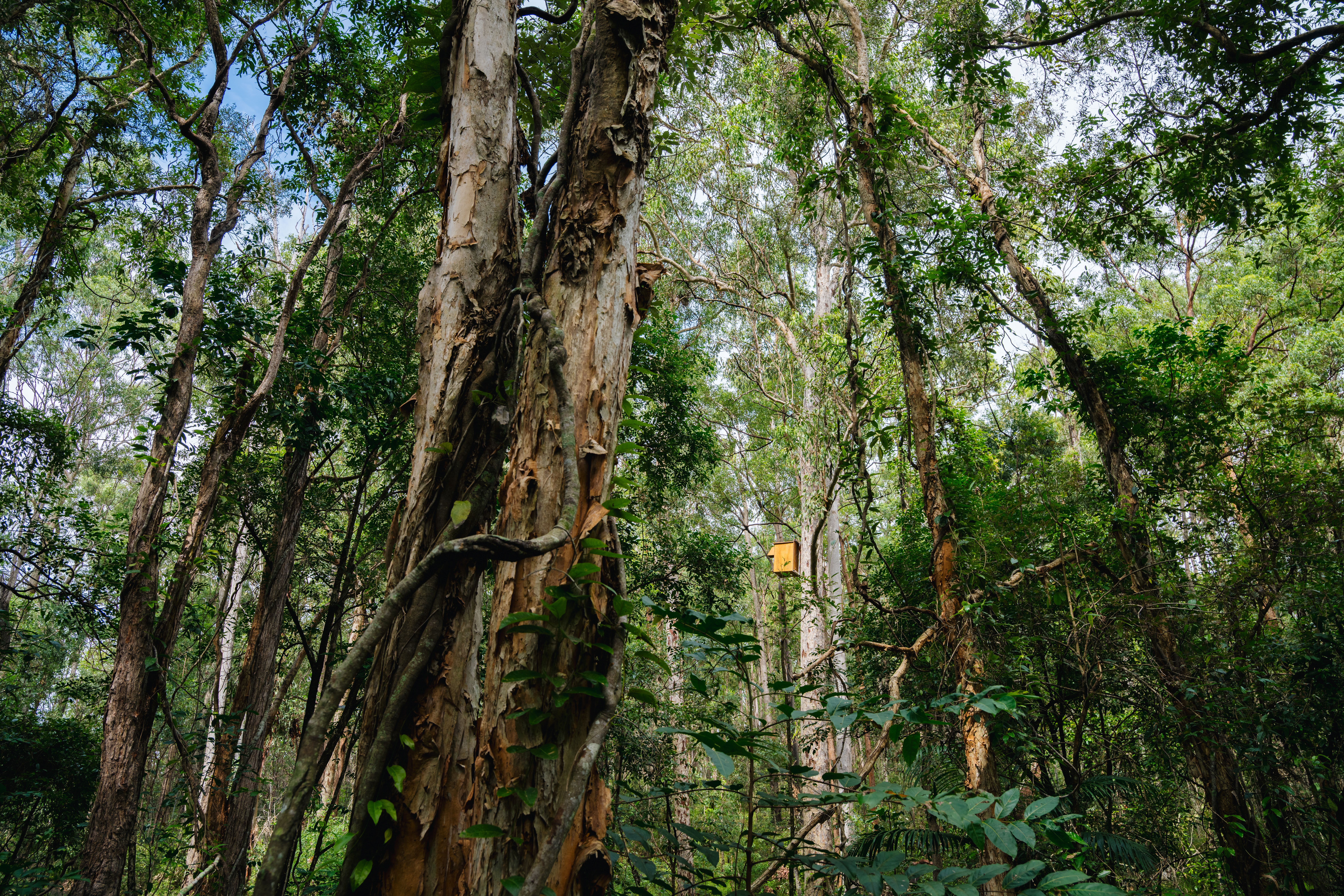 Griffith – Nature Positive – Bushland