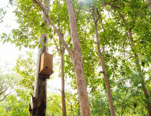 Griffith University: Restoring ecosystems through the Nature Positive Pledge