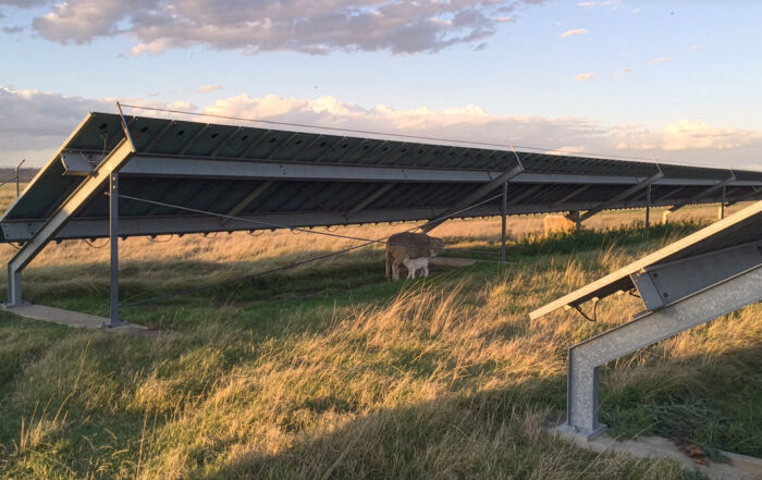 This image shows a solar farm in a paddock. Underneath one of the panels is a sheep and lamb.