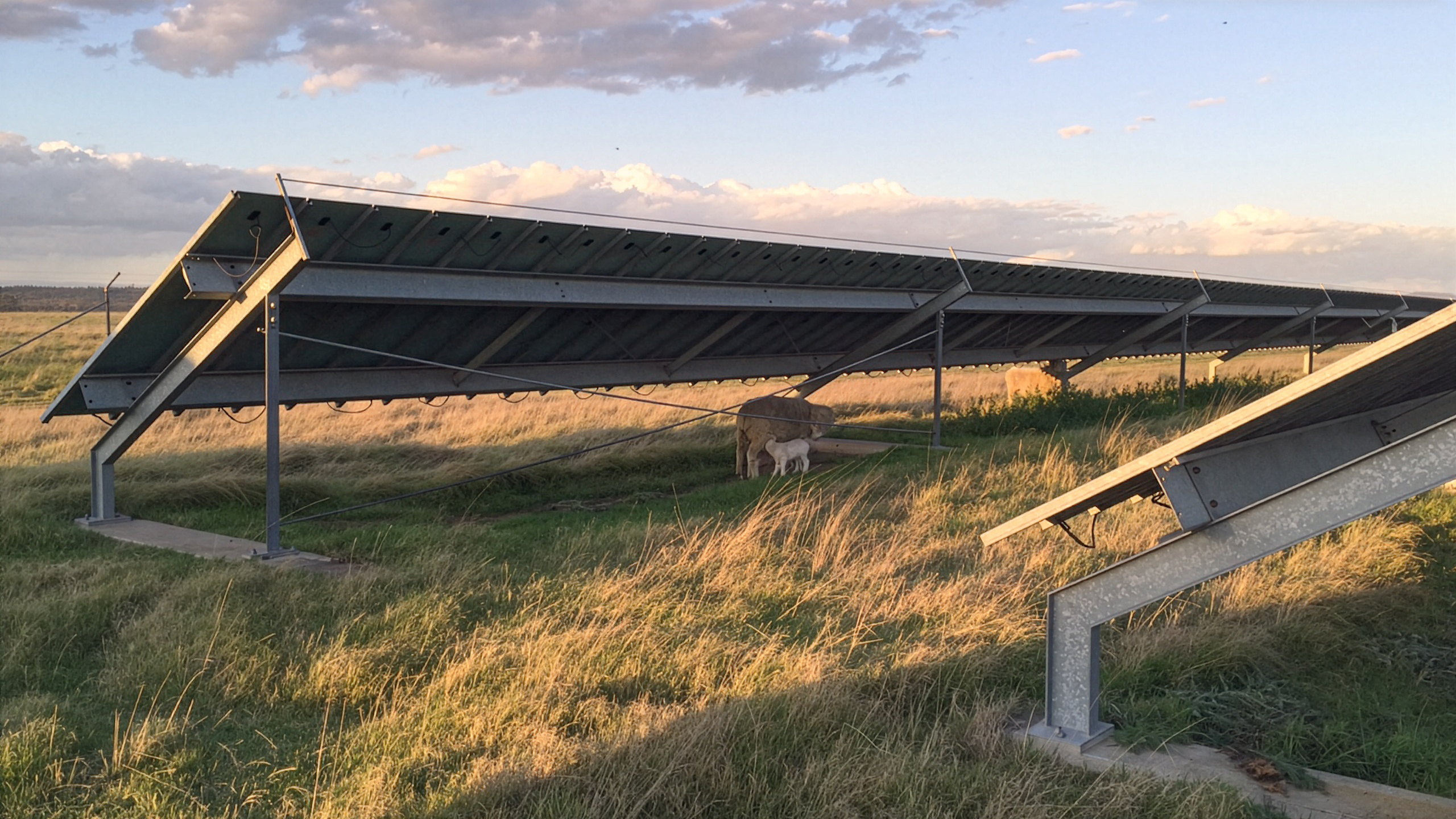 This image shows a solar farm in a paddock. Underneath one of the panels is a sheep and lamb.